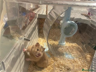 Hamster rodents Syrian Hamster for sale! - Advert 1