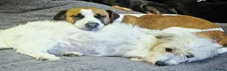 Jack Russell dogs for stud: Male JRT for stud - Advert 5