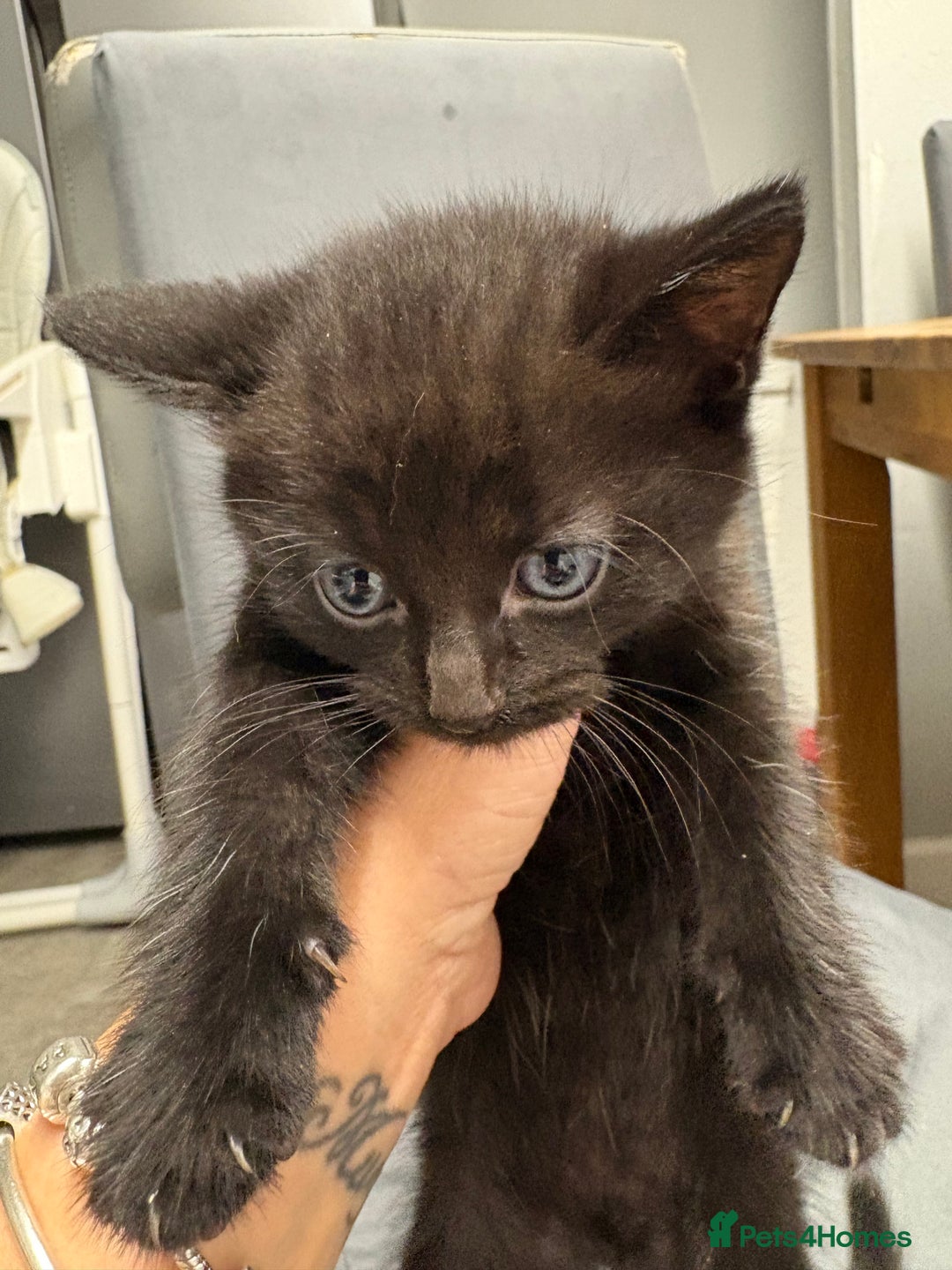 Mixed Breed cats for sale: Kittens for sale  - Image 3