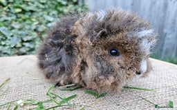 Guinea Pig rodents for sale: Single baby boys for bonding with an solo adult - Image 1
