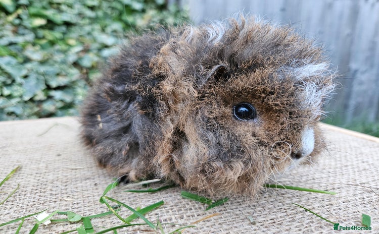 Guinea Pig rodents - Advert 1