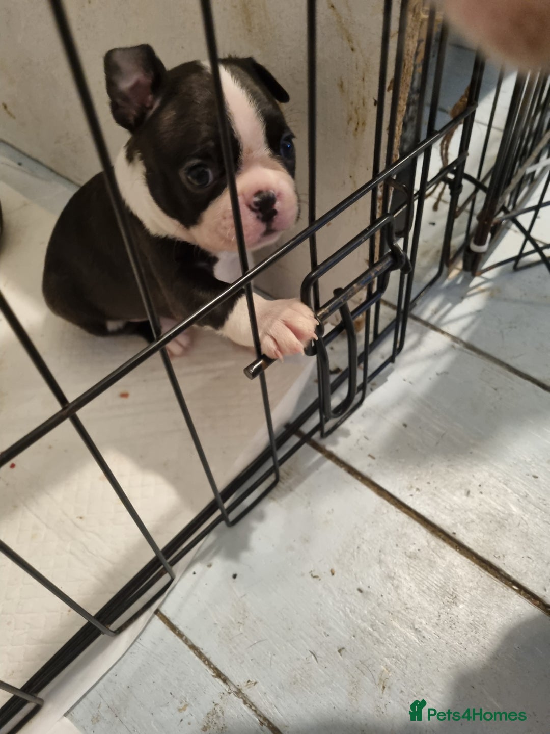 Boston Terrier dogs for sale: Boston Terrier Puppies  - Advert 8