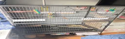 Budgerigars birds for sale: Female & Male Budgies with cage and accessories  - Advert 1