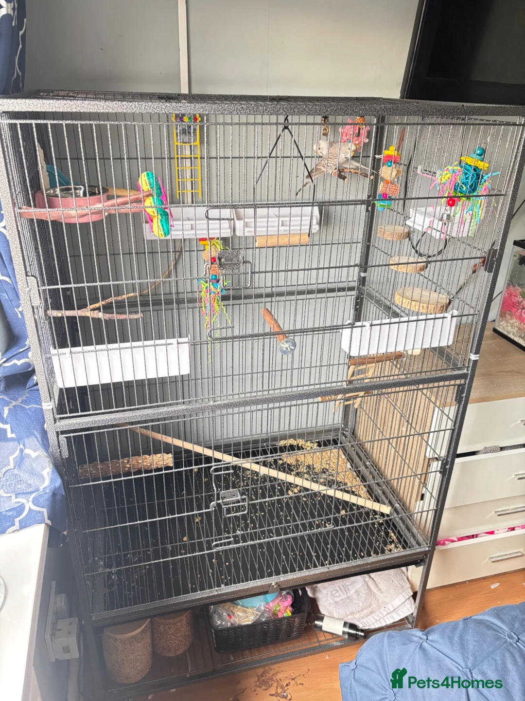 Budgerigars birds for sale: Female & Male Budgies with cage and accessories  - Advert 1