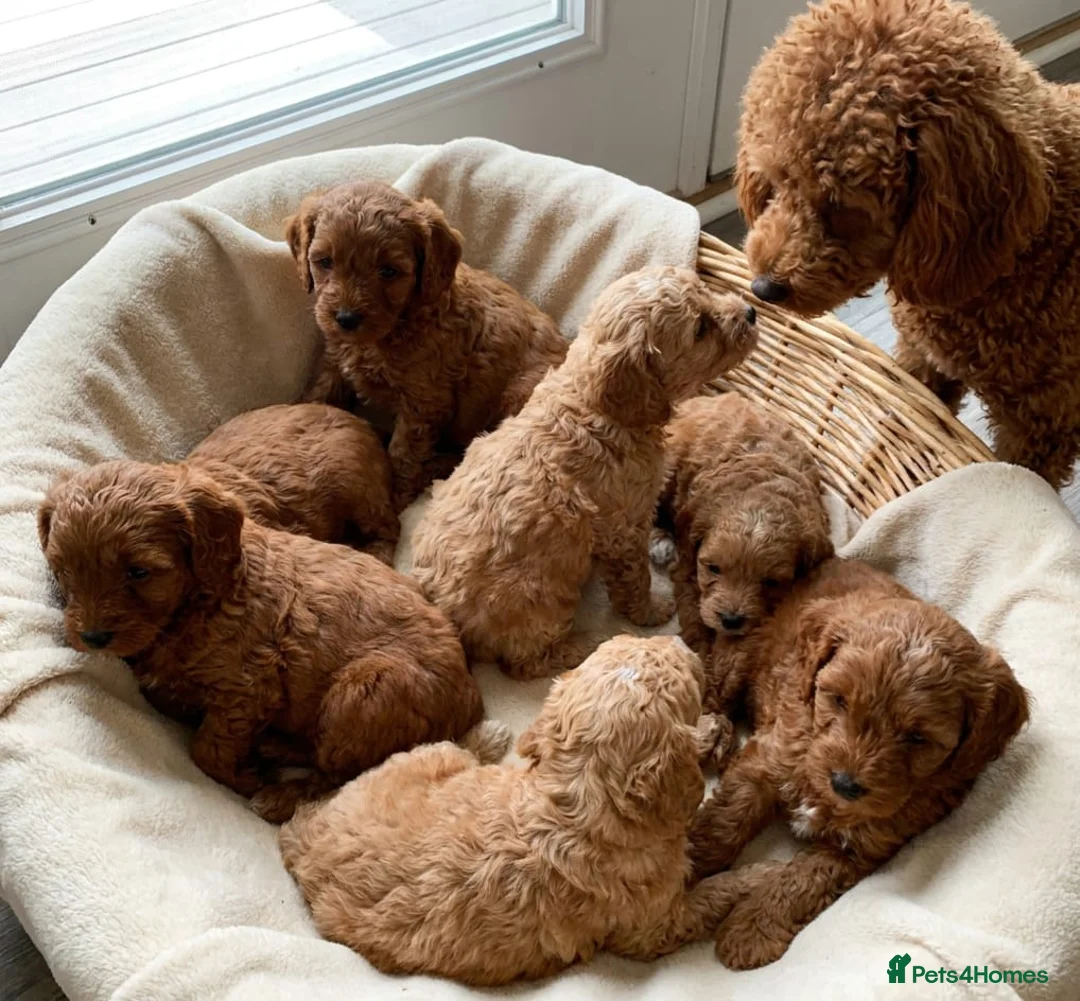 Cavapoo dogs for sale: Cavapoo puppies  in Stirling - Advert 11