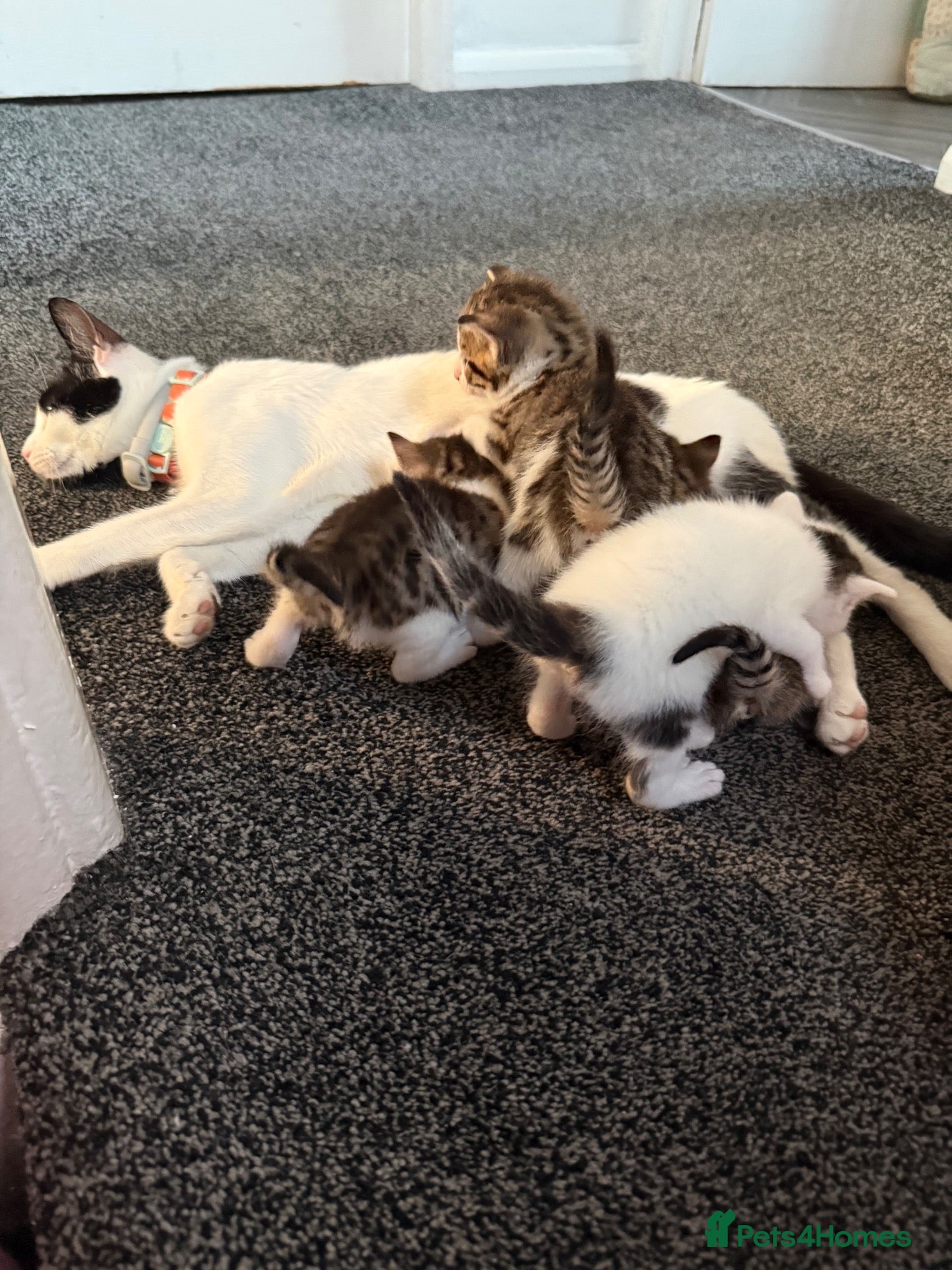 Mixed Breed cats 4 kittens for sale  - Advert 5