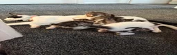 Mixed Breed cats for sale: 4 kittens for sale  in Wednesbury - Advert 1