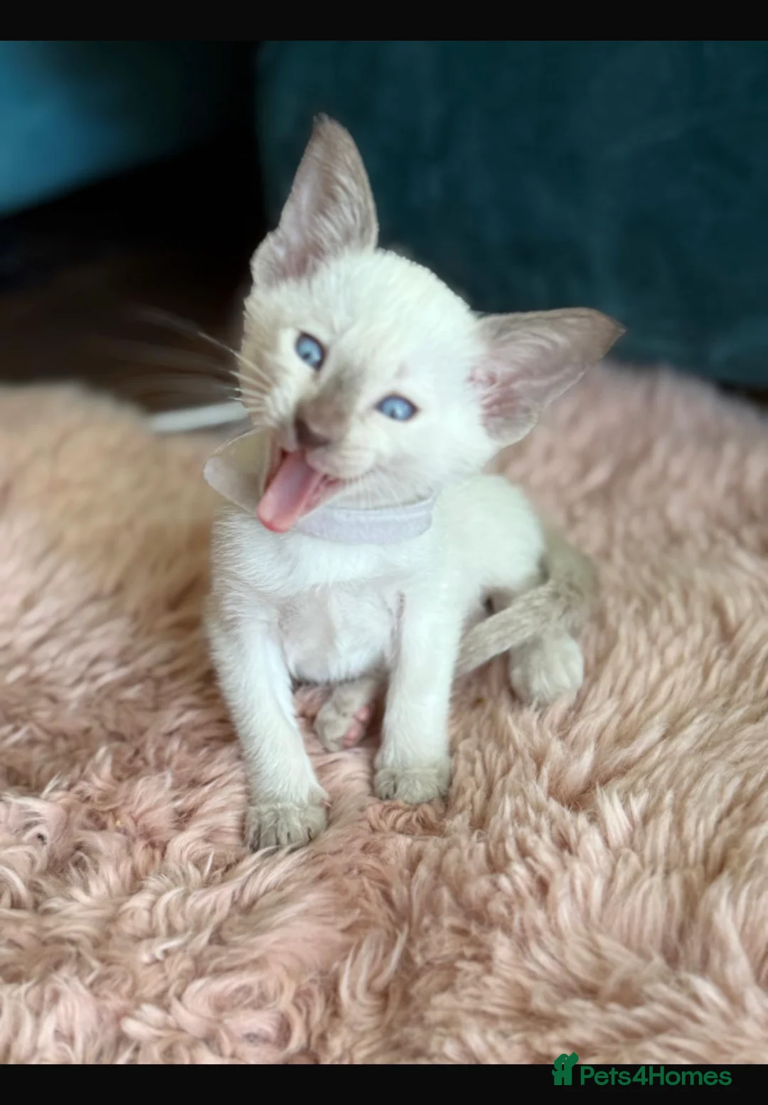 Siamese cats for sale: Siamese kittens  - Advert 8