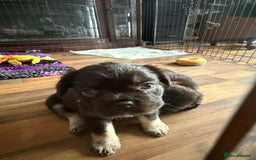 French Bulldog dogs for sale: Fluffy French bulldog pups for sale - Image 2
