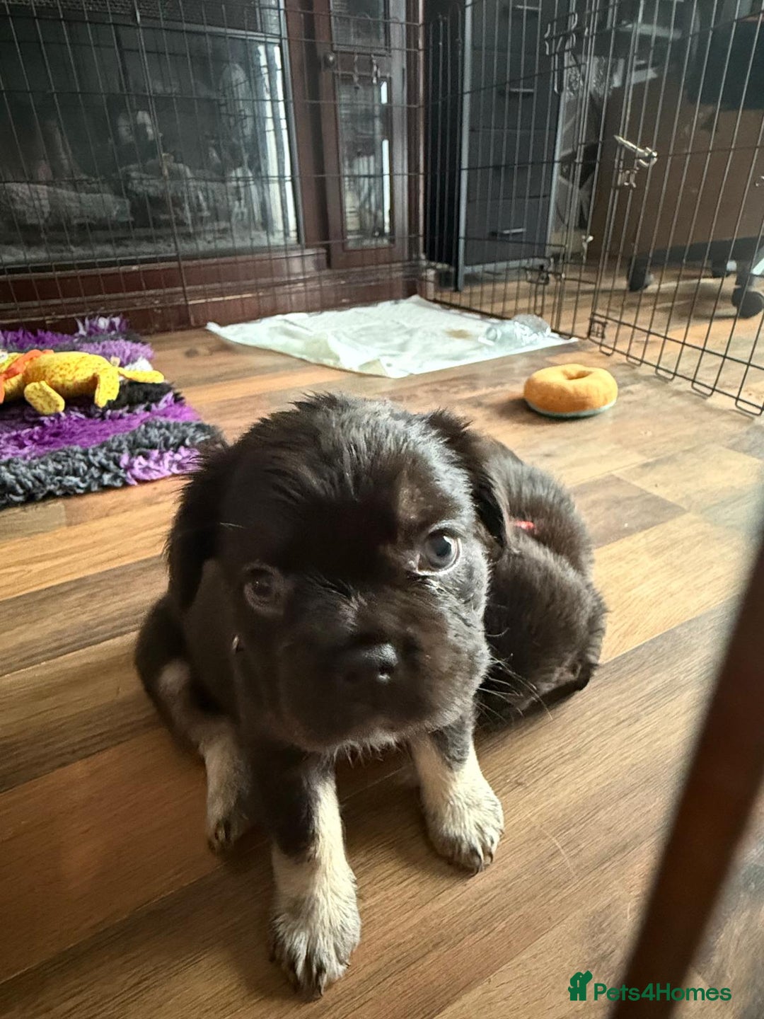 French Bulldog dogs for sale: Fluffy French bulldog pups for sale - Image 2