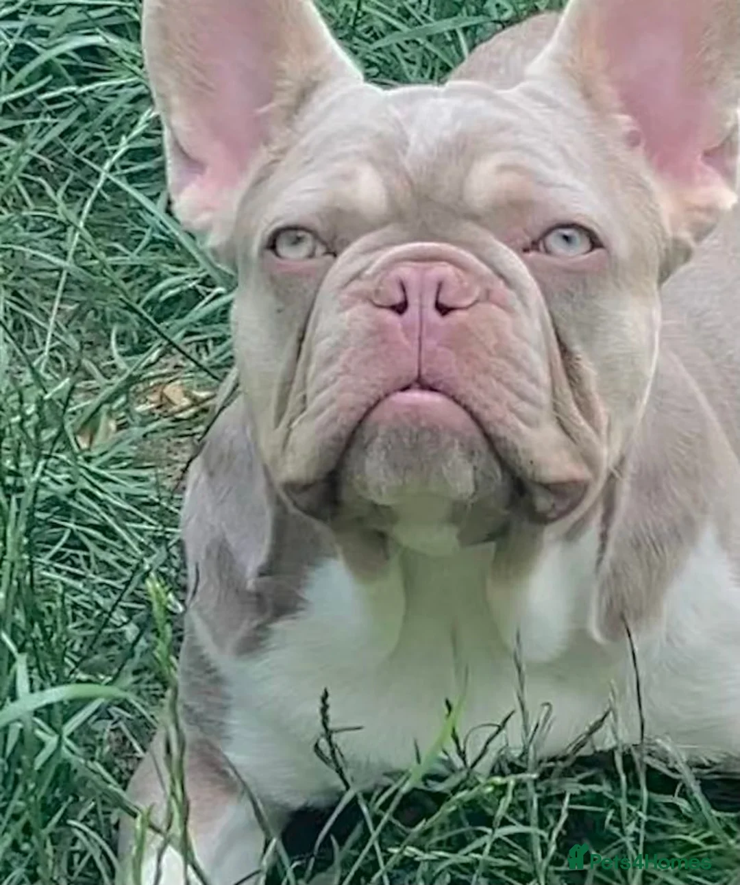 French Bulldog dogs for stud: ⭐️KCREG 4 PANEL CLEAR NEW SHADE ISABELLA PIED STUD in Gunnislake - Advert 7