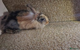 Mini Lion Lop rabbits for sale: Litter of mini lion lop rabbits - Image 1