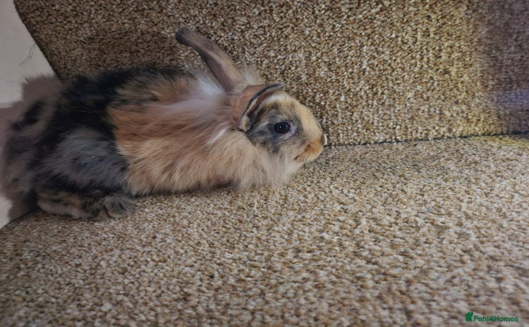 Mini Lion Lop rabbits - Advert 3