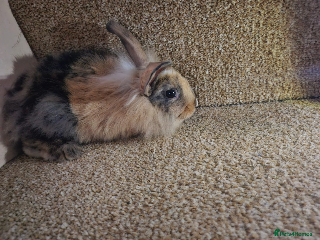 Mini Lion Lop rabbits for sale: Litter of mini lion lop rabbits - Image 1