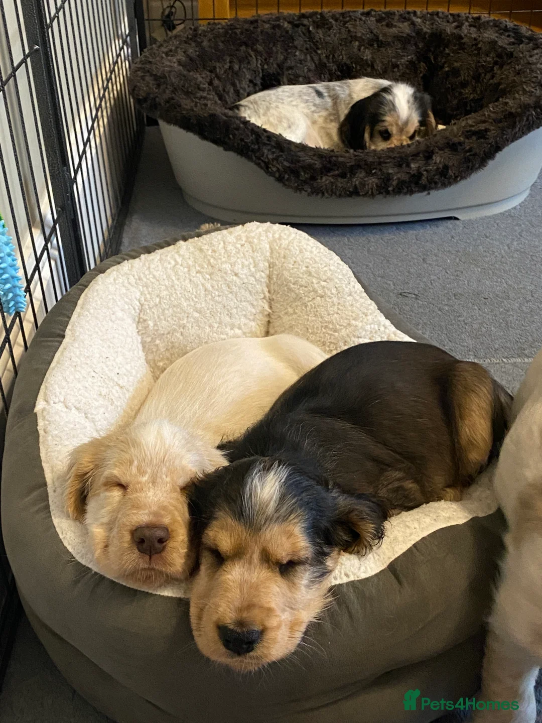 Cocker Spaniel dogs for sale: Stunning Litter of Show Cocker Spaniels  - Advert 15