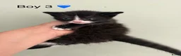 Maine Coon cats for sale: Maine coon X BSH Kittens - Advert 9