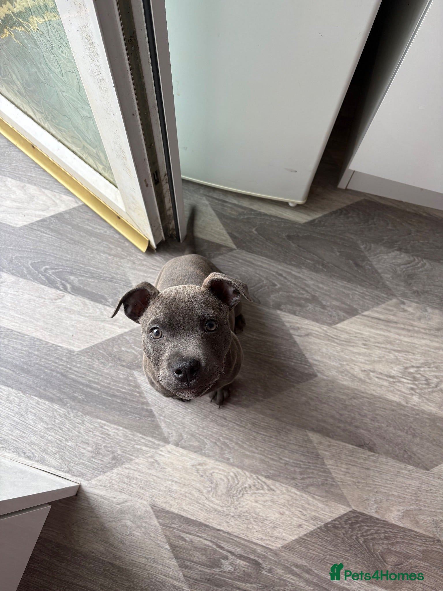 Staffordshire Bull Terrier dogs Blue staffy pup - Advert 1