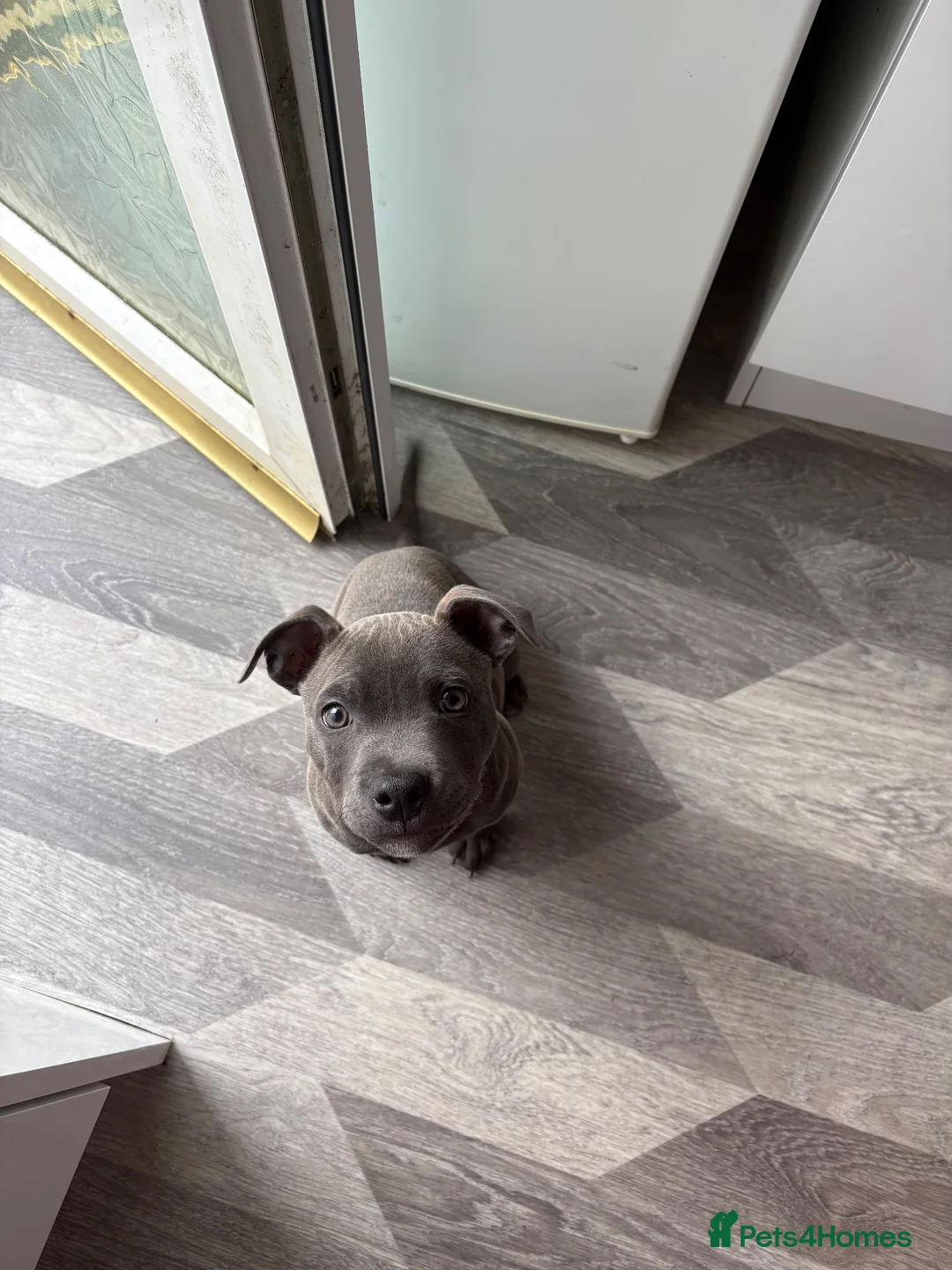 Staffordshire Bull Terrier dogs for sale: Blue staffy pup in Stirling - Advert 1