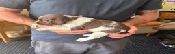 English Springer Spaniel dogs for sale: Working springer spaniels - Advert 2