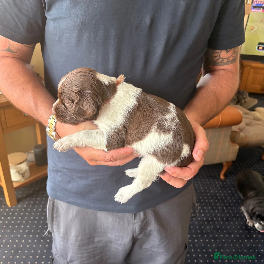 English Springer Spaniel dogs for sale: Working springer spaniels - Advert 2
