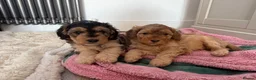 Mixed Breed dogs for sale: 4 Double Doodle Little Girls Available  - Advert 7