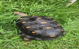 Tortoise reptiles for sale: Leopard, red and yellow foot tortoise  - Image 3
