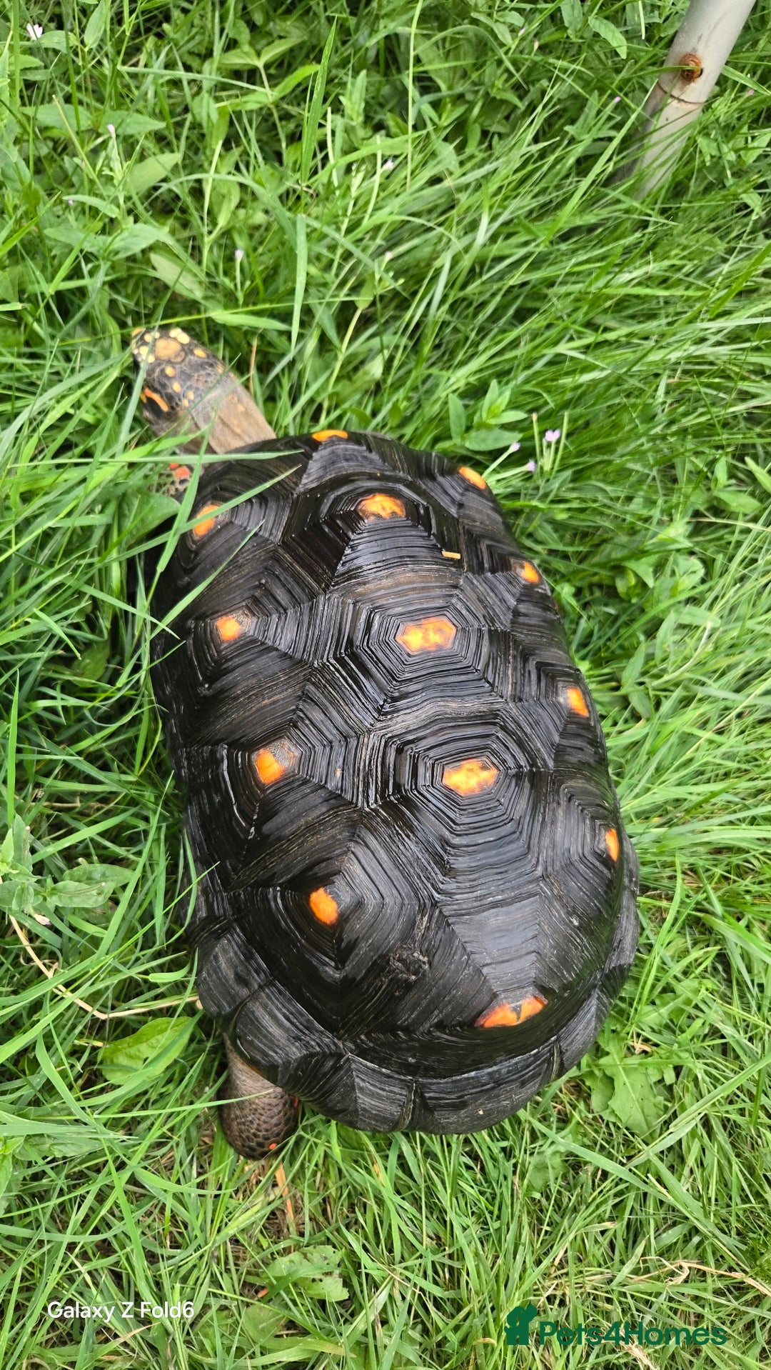Tortoise reptiles for sale: Leopard, red and yellow foot tortoise  - Image 3