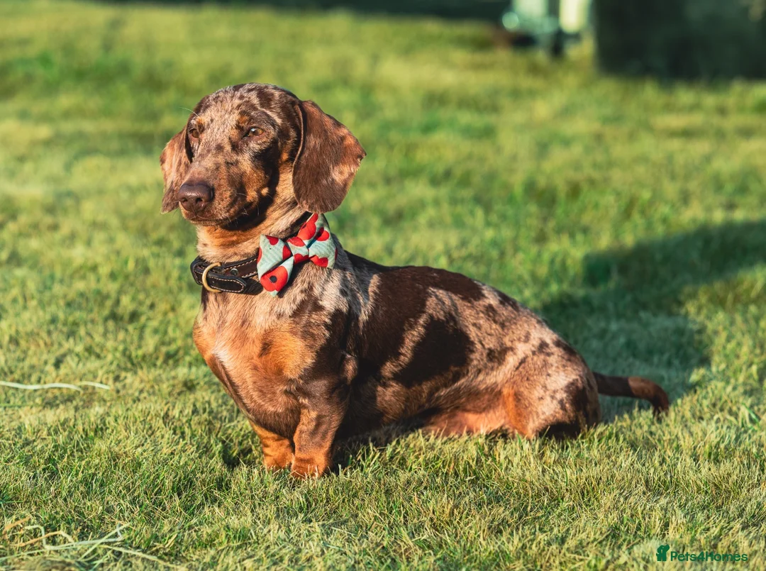 Miniature Dachshund dogs for stud: Miniature dachshund for stud  in York - Advert 1