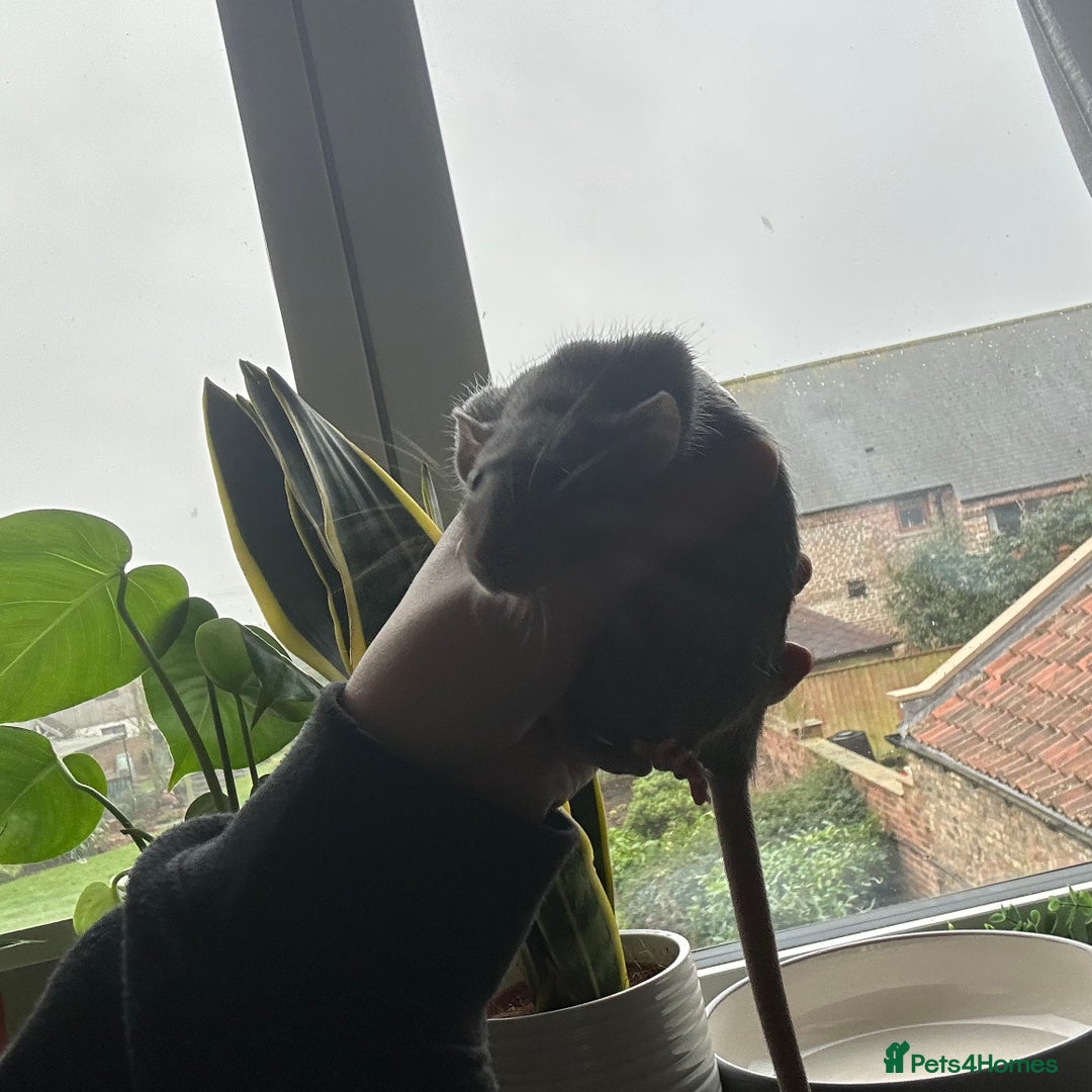 Rat rodents for sale: two friendly girls for sale 🩷 - Advert 3