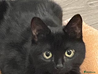 Bombay cats 5 month old cat for sale! - Advert 12