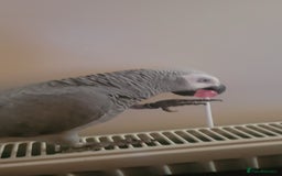 Parrots birds for sale: Congo African Grey Parrot  - Image 3