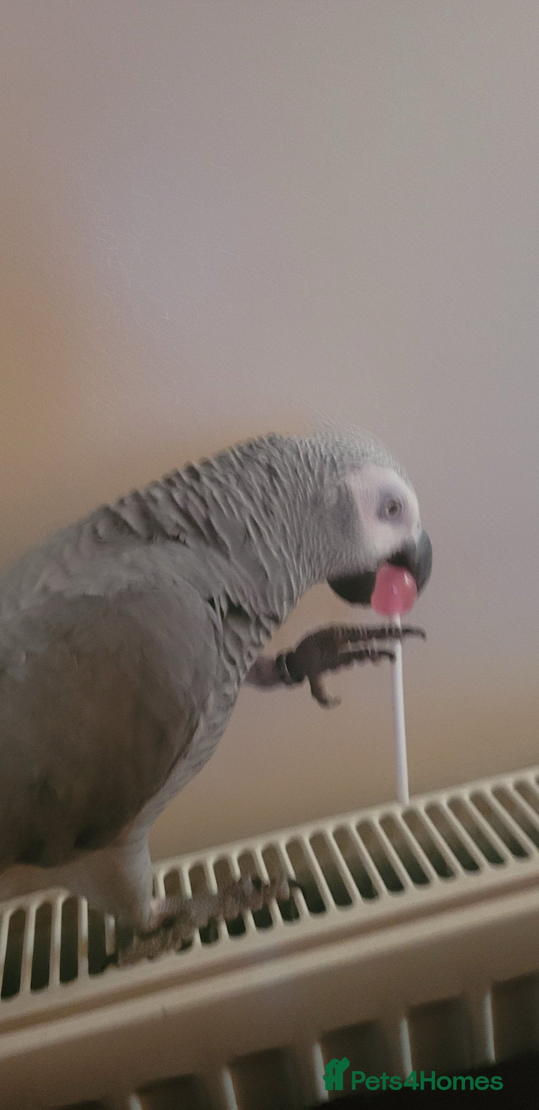 Parrots birds for sale: Congo African Grey Parrot  - Image 3