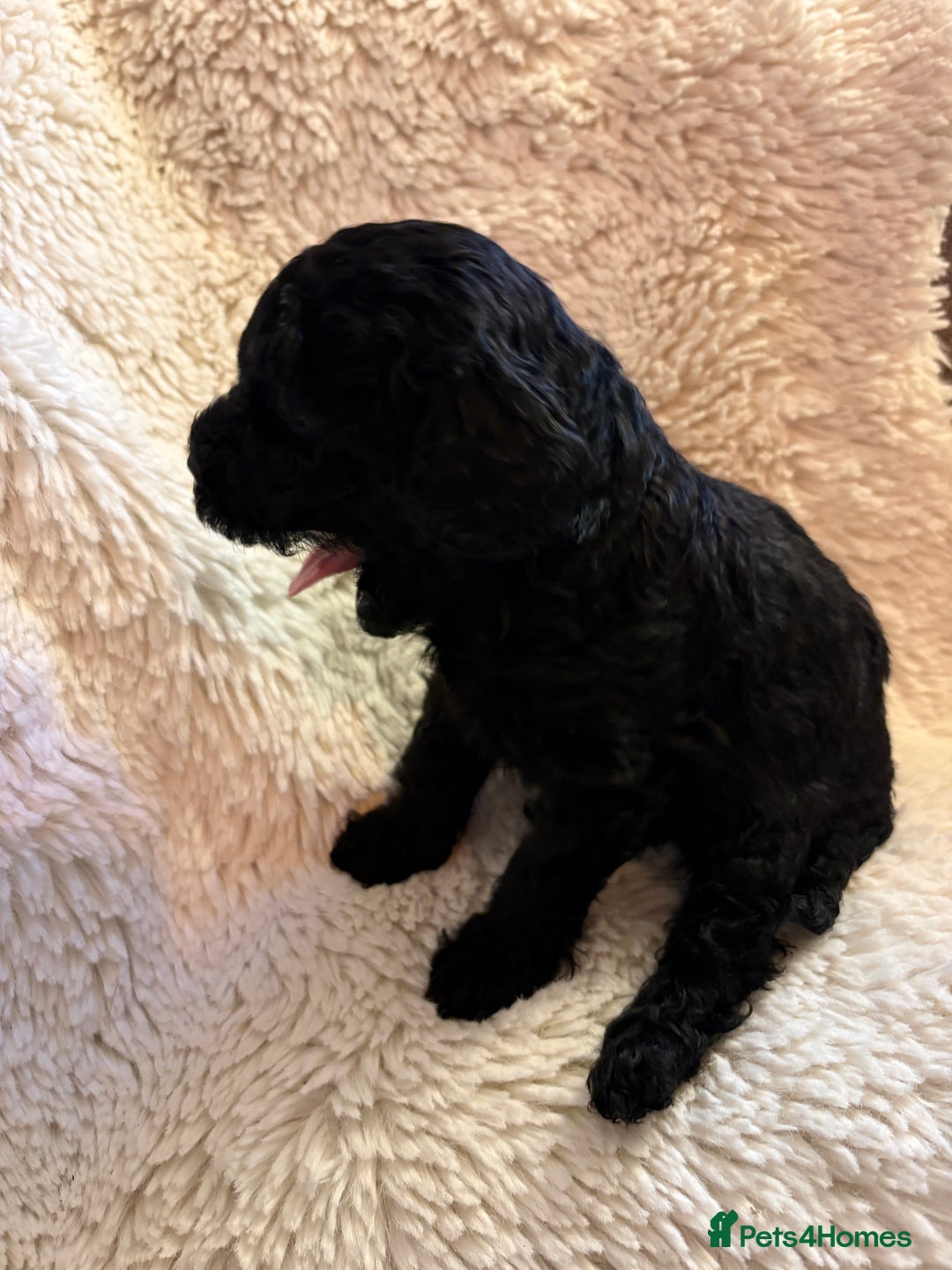 Cavapoo dogs for sale: Beautiful cavapoo puppies from a family home - Advert 24