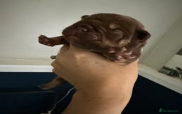 Mixed Breed dogs for sale: CHOCOLATE AND TAN ENGLISH x FRENCHIE - Image 2