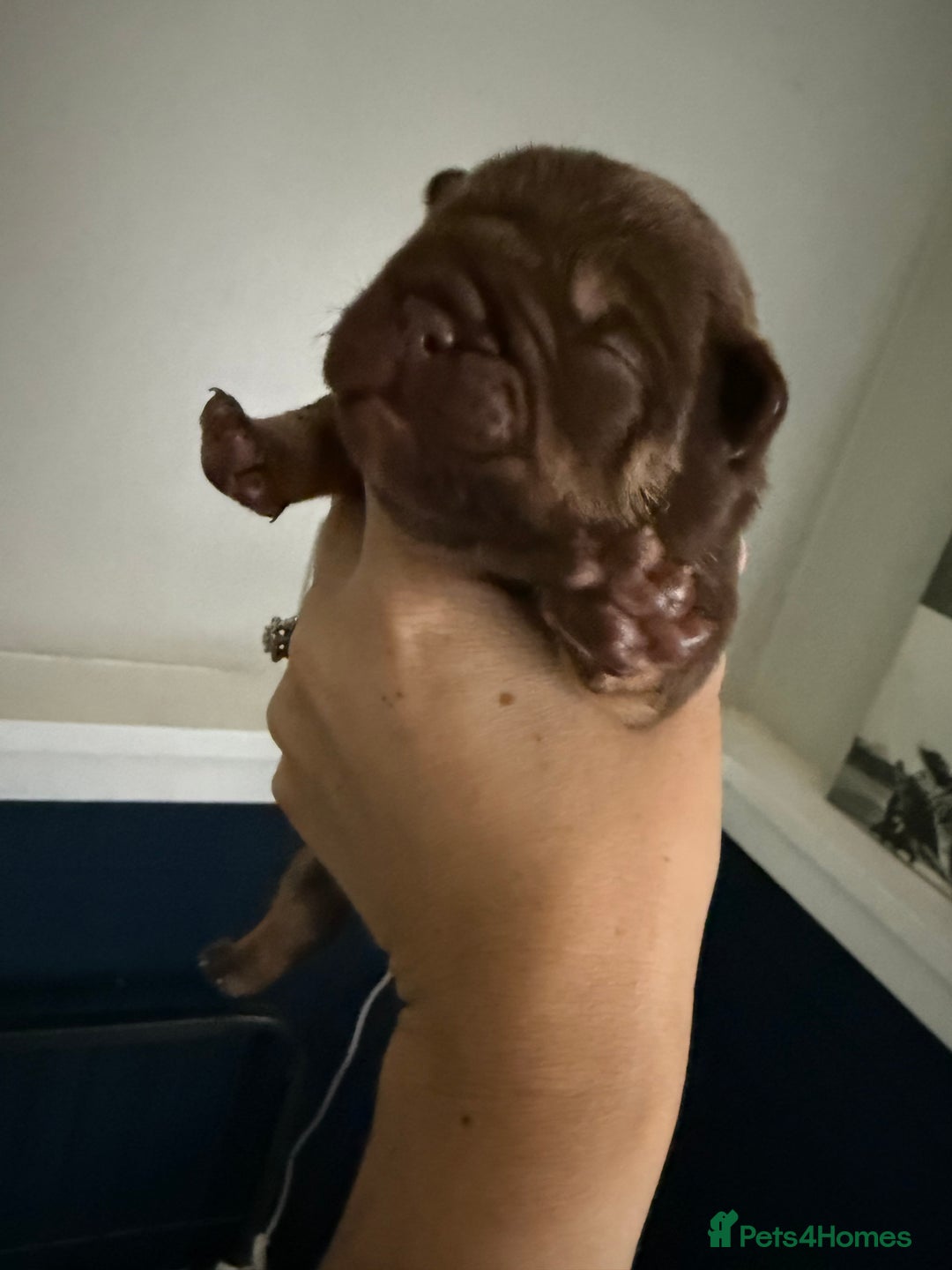 Mixed Breed dogs for sale: CHOCOLATE AND TAN ENGLISH x FRENCHIE - Image 2