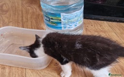 Mixed Breed cats for sale: ready to go - Image 25