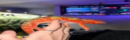 Chameleon reptiles for sale: male panther chameleon  in Rotherham - Advert 1