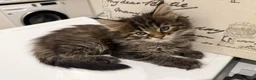 Maine Coon cats for sale: Mainecoon brown tabby  - Advert 4