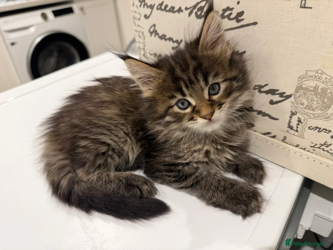 Maine Coon cats for sale: Mainecoon brown tabby  - Advert 4