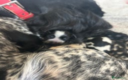 Cocker Spaniel dogs for sale: Blue roan cocker spaniels  - Image 6