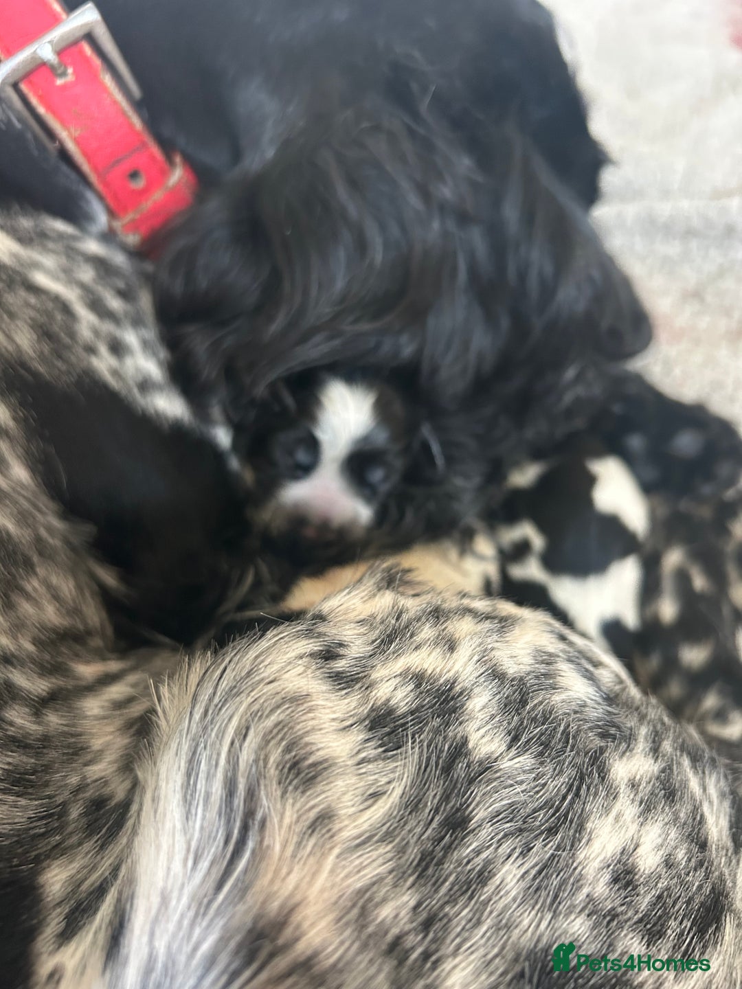 Cocker Spaniel dogs for sale: Blue roan cocker spaniels  - Image 6