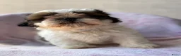 Shih Tzu dogs for sale: 🐶 Beautiful Shih Tzu Puppies for Sale 🐶 - Advert 18
