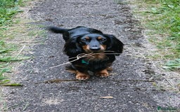 Dachshund dogs for stud: Long haired Dachshund for Stud  - Image 5