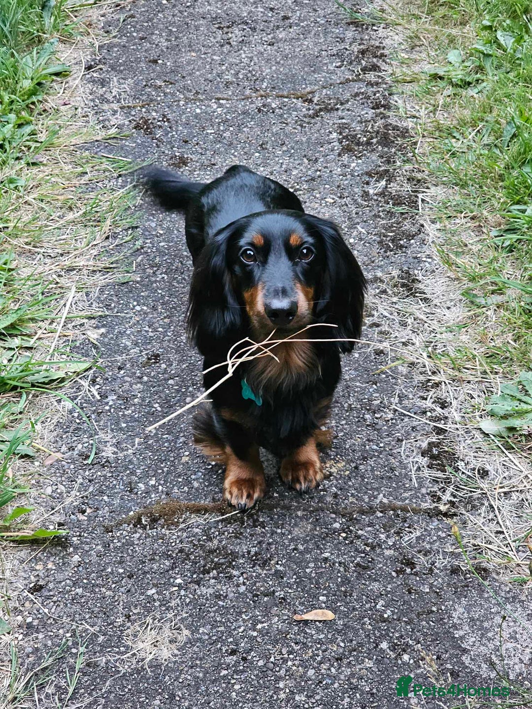 Dachshund dogs for stud: Long haired Dachshund for Stud  - Image 5