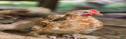 Chickens poultry for sale: Millefleur Pekin Cockerels  in Okehampton - Advert 2