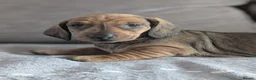 Dachshund dogs for sale: Champion Line Standard Dachshund  in Coventry - Advert 17