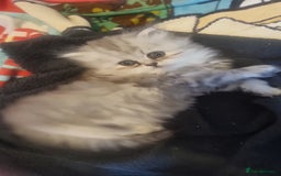 Persian cats for sale: Chinchilla Persian kittens  - Image 4