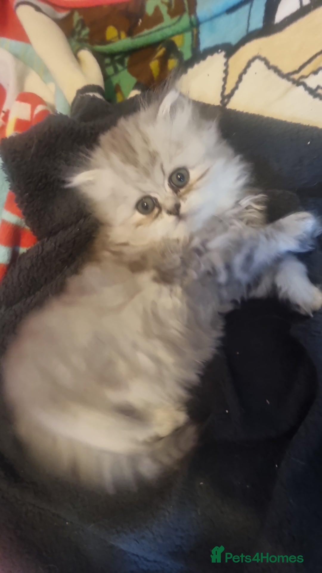 Persian cats for sale: Chinchilla Persian kittens  - Image 4