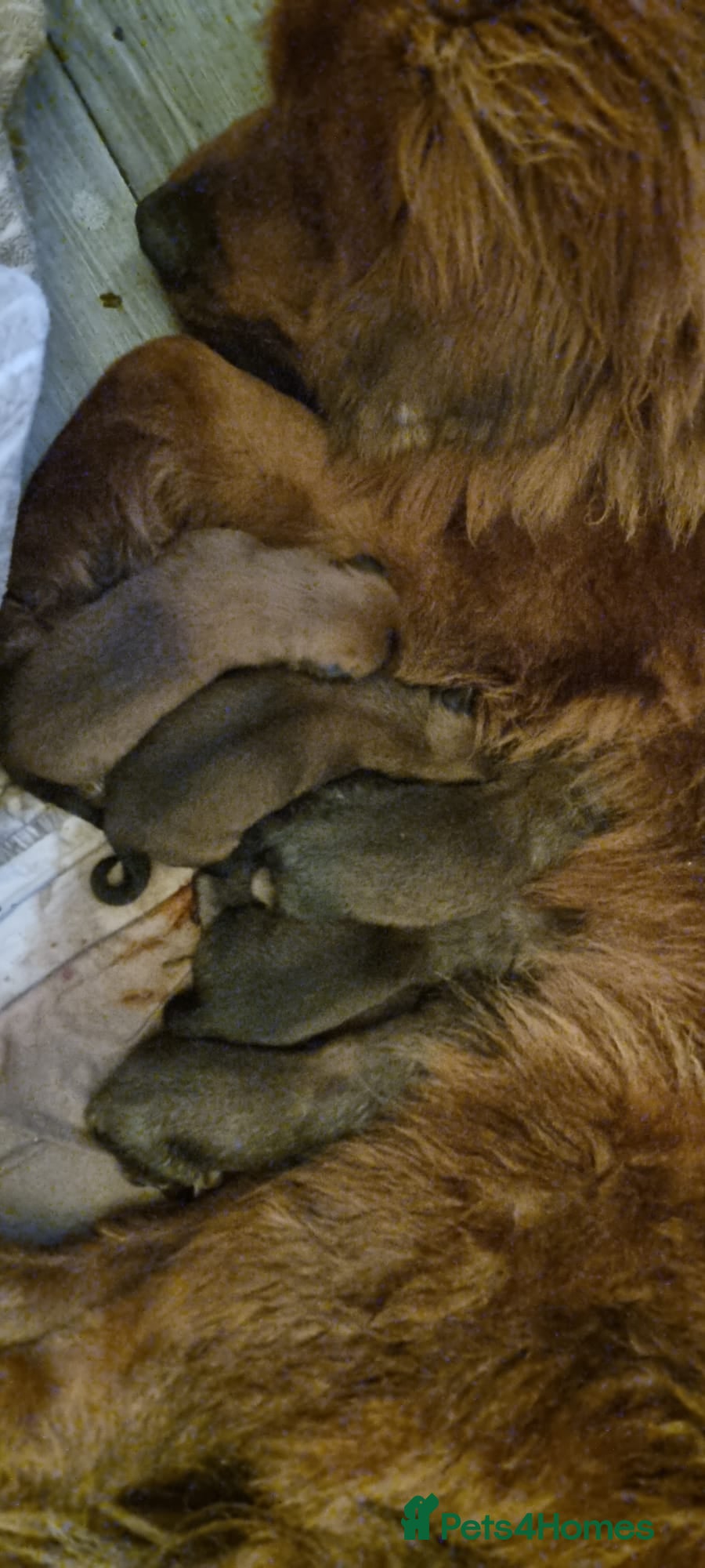 Tibetan Mastiff dogs Beautiful boys - Advert 3