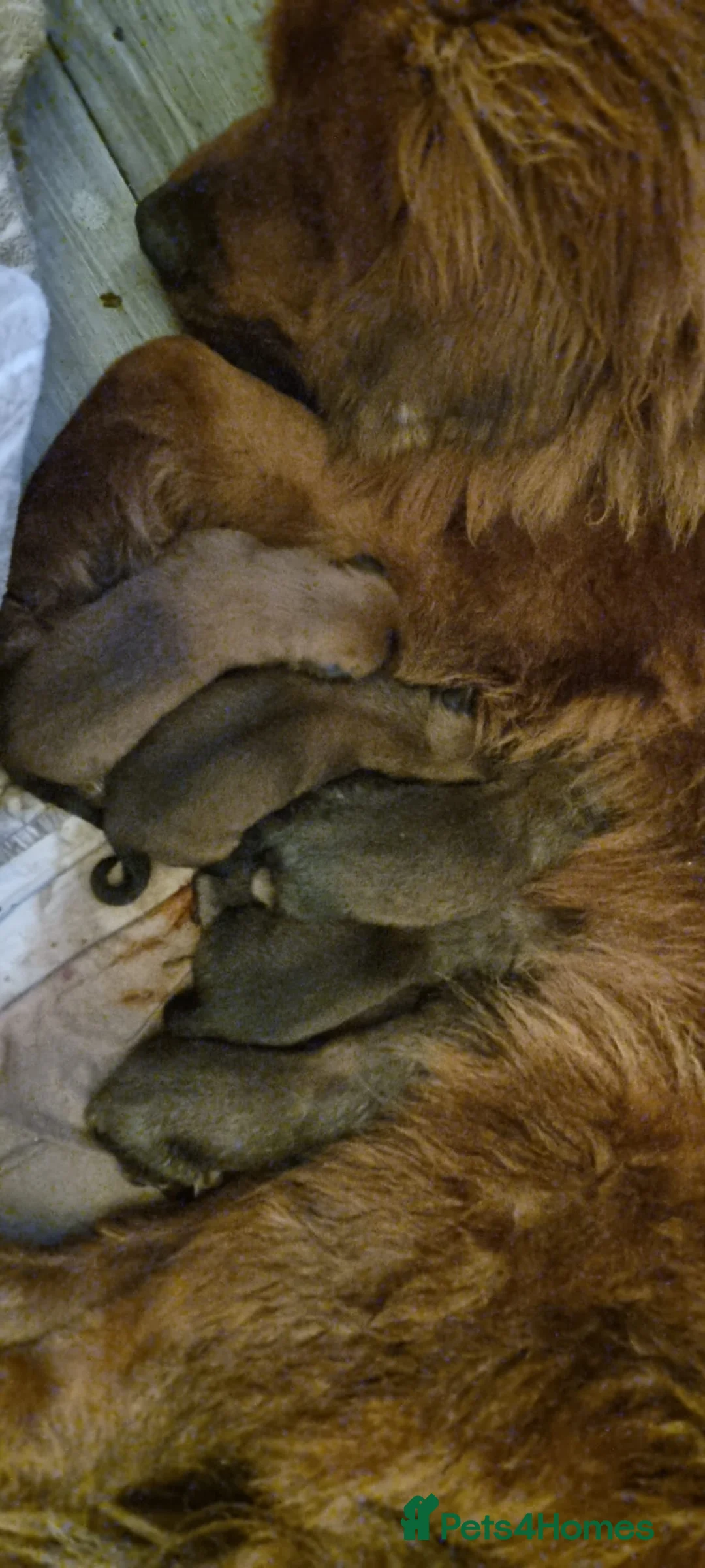 Tibetan Mastiff dogs for sale: Beautiful boys in Middlesbrough - Advert 1